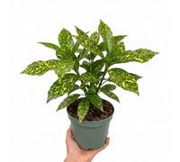 Aucuba Japonica Variegata Spotted Laurel