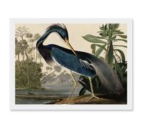 Audubon Birds Louisiana Blue Heron Painting A4 Artwork Framed Wall Art Print Artery8 White One Size