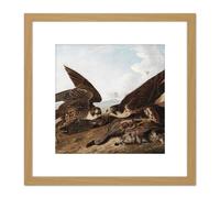 Audubon Peregrine Falcons Duck Hawks 8X8 Inch Square Wooden Framed Wall Art Print Picture with Mount Artery8 Light Oak One Size