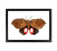Augusta Moth by George Shaw Framed Print | A2 Black Framed Wall Art | Ready to Hang | Modern Nature Picture | Living Room Bedroom Lounge Office