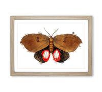 Augusta Moth by George Shaw Framed Print | A2 Oak Framed Wall Art | Ready to Hang | Modern Nature Picture | Living Room Bedroom Lounge Office