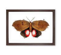 Augusta Moth by George Shaw Framed Print | A2 Walnut Framed Wall Art | Ready to Hang | Modern Nature Picture | Living Room Bedroom Lounge Office