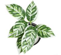 AugustknowU Artificial Bonsai Plant With Detailed Foliage And Integrity For Indoor Display On Shelf Desk And Side Table(E)