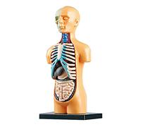 Aumotop Anatomy Model Human Body Learning Tool Kit Organs Bones Display Educational STEM Education Teachers Classroom Demonstration TXL-117 TXMR-025 (TXMR-025)