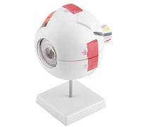 Aumotop Human Eyeball Model Removable Magnification 6X Anatomy Study Teaching for Classroom Equipment Material PVC