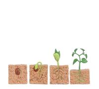 Aumotop Interactive Green Bean Plant Growth Model Kit Children's Educational Toys with Realistic Life Cycle Ideal for Storytelling and Role-playing Scenarios Size: Seed-1.5", Seedling-3.94" (plant)