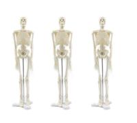 Aundhegrtt 3X 45CM Human Anatomical Anatomy Skeleton Model Poster Learn Aid Anatomy Human Skeletal Model