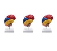 Aundhegrtt 3X Cerebral Anatomical Model Anatomy 1:1 Half Brain Brainstem Teaching Lab Supplies
