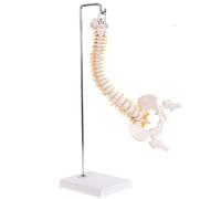 Aundhegrtt Flexible Anatomical Spine with Vertebrae Life Size Spinal Cord Model Male Pelvis with Stand Anatomical Spine Model