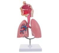 Aundhegrtt Human Anatomy Teaching Tool- Human Respiratory System Model Including Human Nasal Cavity Throat Lung