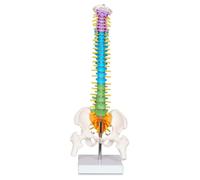Aundhegrtt with Stand Anatomical Spine Model with All Nerves Human Anatomy Model with Stand Human Spine Model