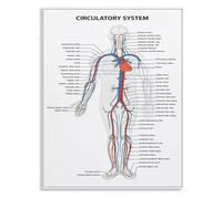 AUOQKQUT Circulatory System Knowledge Poster - Anatomy Science Chart Canvas Wall Art for Home or Class Framed,16x24inch(40x60cm)