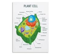 AUOQKQUT Science Wall Art Plant Cell Poster, Labeled Diagram for Biology Classroom, Educational Anatomy Decor for Teachers, Students, Bedroom & Living Room Unframed,12x18inch(30x45cm)