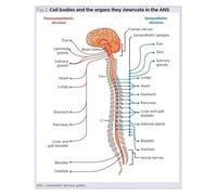 AUOQKQUT The Nervous System Canvas Print: An Illustrated Guide to Spinal, Vagus, and Autonomic Nerves - Wall Decor for Clinic, Dorm Room Framed,08x12inch(20x30cm)