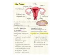 AUOQKQUT The Ovaries Structure and Function Poster, Gynecology & Human Biology Educational Chart, Large Format Print for Study & Reference Unframed,12x18inch(30x45cm)
