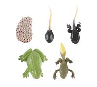 Ausi 1 Set Animal Life Cycle Figures Educational Plastic Amphibian Model for Biology Learning, Science Tool