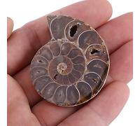 Ausla 2Pcs Ammonite Specimen, Stones for School Teaching, Unique Fossils for Home Decoration and Collection (Diameter 4cm)