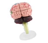 Ausla Anatomical Brain Model, Plastic Human Brain Model 10 X 8 X 6cm, Color Painted 3D Assembly with Display Base, for Training Anatomy Study Classroom Teaching
