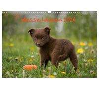 Aussie puppies 2026 UK-Version (Wall Calendar 2026 DIN A3 Landscape), CALVENDO 12 Month Wall Calendar