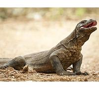Australia’s Megafauna: Komodo Dragons