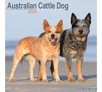 Australian Cattle Dog 2026 Calendar | Square Wall Calendar | Dog Breed Gift | Plastic Free Packaging | by Avonside Publishing