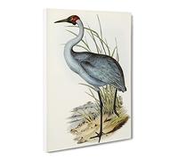 Australian Crane Bird By Elizabeth Gould Canvas Print | Gallery Wrapped 30mm Frame Wall Art | 30x20 inches | Ready to Hang | Retro Animals Picture | Living Room Bedroom Lounge Office