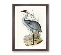 Australian Crane Bird By Elizabeth Gould Vintage Framed Print | A4 Walnut Framed Wall Art | Ready to Hang | Classic Animal Picture | Living Room Bedroom Lounge Office