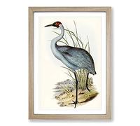 Australian Crane by Elizabeth Gould Framed Print | A2 Oak Framed Wall Art | Ready to Hang | Modern Animal Picture | Living Room Bedroom Lounge Office