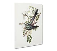 Australian Cuckoo Birds By Elizabeth Gould Canvas Print | Gallery Wrapped 30mm Frame Wall Art | 20x14 inches | Ready to Hang | Retro Bird Picture | Living Room Bedroom Lounge Office