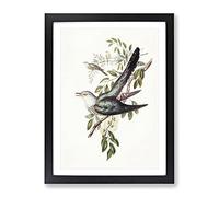 Australian Cuckoo Birds By Elizabeth Gould Vintage Framed Print | A2 Black Framed Wall Art | Ready to Hang | Classic Nature Picture | Living Room Bedroom Lounge Office