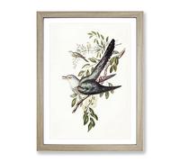 Australian Cuckoo Birds By Elizabeth Gould Vintage Framed Print | A2 Oak Framed Wall Art | Ready to Hang | Classic Nature Picture | Living Room Bedroom Lounge Office