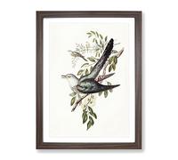 Australian Cuckoo Birds By Elizabeth Gould Vintage Framed Print | A4 Walnut Framed Wall Art | Ready to Hang | Classic Nature Picture | Living Room Bedroom Lounge Office