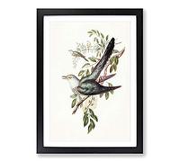 Australian Cuckoos by Elizabeth Gould Framed Print | A2 Black Framed Wall Art | Ready to Hang | Modern Nature Picture | Living Room Bedroom Lounge Office