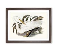 Australian Egret By Elizabeth Gould Vintage Framed Wall Art Print, Ready to Hang Picture for Living Room Bedroom Home Office Décor, Walnut A4 (34 x 25 cm)