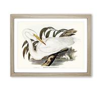 Australian Egret By Elizabeth Gould Vintage Framed Wall Art Print, Ready to Hang Picture for Living Room Bedroom Home Office Décor, Oak A3 (46 x 34 cm)