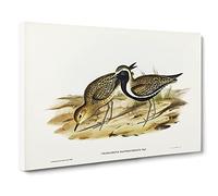 Australian Golden Plover Bird By Elizabeth Gould Canvas Print | Gallery Wrapped 30mm Frame Wall Art | 24x16 inches | Ready to Hang | Retro Animals Picture | Living Room Bedroom Lounge Office