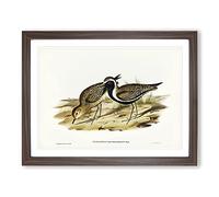 Australian Golden Plover Bird By Elizabeth Gould Vintage Framed Print | A3 Walnut Framed Wall Art | Ready to Hang | Classic Nature Picture | Living Room Bedroom Lounge Office