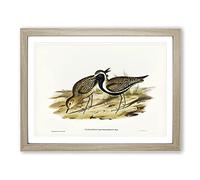 Australian Golden Plover Bird By Elizabeth Gould Vintage Framed Wall Art Print, Ready to Hang Picture for Living Room Bedroom Home Office Décor, Oak A3 (46 x 34 cm)