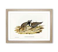 Australian Golden Plover by Elizabeth Gould Framed Print | A2 Oak Framed Wall Art | Ready to Hang | Modern Nature Picture | Living Room Bedroom Lounge Office