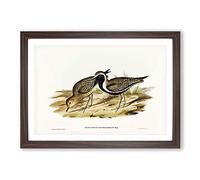 Australian Golden Plover by Elizabeth Gould Framed Print | A2 Walnut Framed Wall Art | Ready to Hang | Modern Nature Picture | Living Room Bedroom Lounge Office