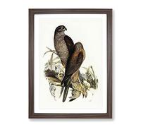 Australian Goshawk Birds By Elizabeth Gould Vintage Framed Print | A3 Walnut Framed Wall Art | Ready to Hang | Classic Nature Picture | Living Room Bedroom Lounge Office