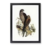 Australian Goshawk Birds By Elizabeth Gould Vintage Framed Print | A4 Black Framed Wall Art | Ready to Hang | Classic Nature Picture | Living Room Bedroom Lounge Office