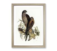 Australian Goshawk Birds By Elizabeth Gould Vintage Framed Wall Art Print, Ready to Hang Picture for Living Room Bedroom Home Office Décor, Oak A4 (34 x 25 cm)