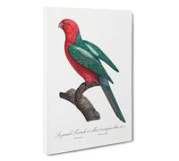 Australian King Parrot by F. Levaillant Canvas Print | Gallery Wrapped 30mm Frame Wall Art | 30x20 inches | Ready to Hang | Modern Animals Picture | Living Room Bedroom Lounge Office