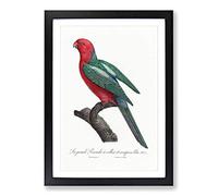 Australian King Parrot by F. Levaillant Framed Print | A2 Black Framed Wall Art | Ready to Hang | Modern Animal Picture | Living Room Bedroom Lounge Office