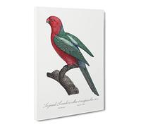 Australian King Parrot By F. Levaillant Vintage Canvas Wall Art Print Ready to Hang, Framed Picture for Living Room Bedroom Home Office Décor, 20x14 Inch (50x35 cm)