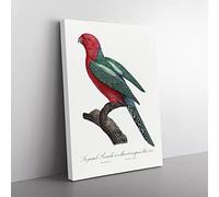Australian King Parrot By F. Levaillant Vintage Canvas Wall Art Print Ready to Hang, Framed Picture for Living Room Bedroom Home Office Décor, 76x50 cm (30x20 Inch)