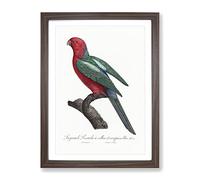 Australian King Parrot By F. Levaillant Vintage Framed Print | A3 Walnut Framed Wall Art | Ready to Hang | Classic Animal Picture | Living Room Bedroom Lounge Office