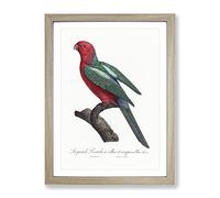 Australian King Parrot By F. Levaillant Vintage Framed Print | A4 Oak Framed Wall Art | Ready to Hang | Classic Animal Picture | Living Room Bedroom Lounge Office