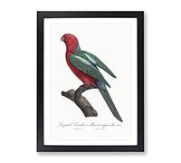 Australian King Parrot By F. Levaillant Vintage Framed Wall Art Print, Ready to Hang Picture for Living Room Bedroom Home Office Décor, Black A2 (64 x 46 cm)